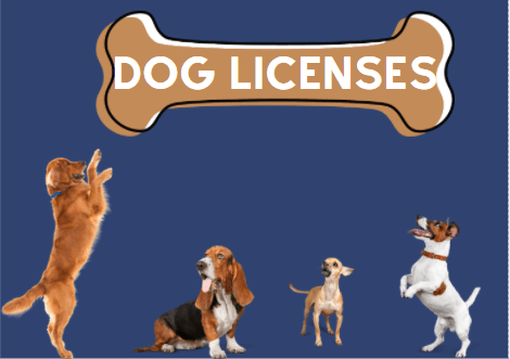 Dog Licenses